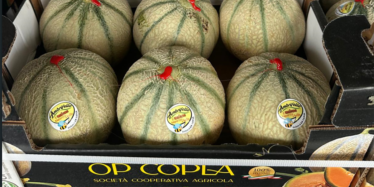 Melone Ambrifello, il gioiello dell’Op Copla apre la stagione: picchi di 18 gradi Brix